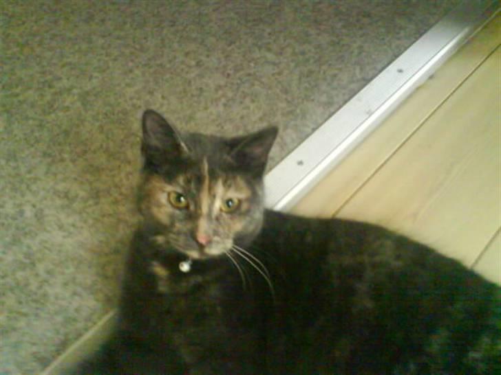 Huskat Piv >>--(¯`v´¯)->  billede 3