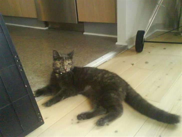 Huskat Piv >>--(¯`v´¯)->  billede 4