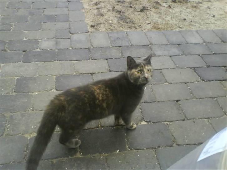 Huskat Piv >>--(¯`v´¯)->  billede 5