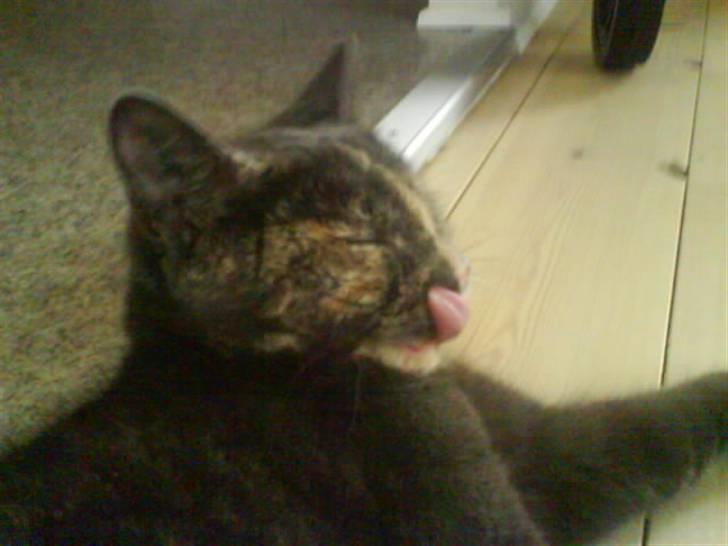 Huskat Piv >>--(¯`v´¯)->  billede 6