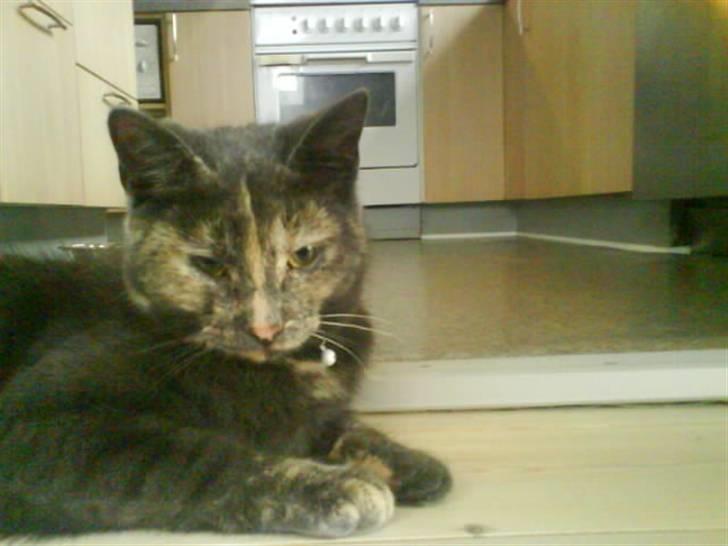 Huskat Piv >>--(¯`v´¯)->  billede 7