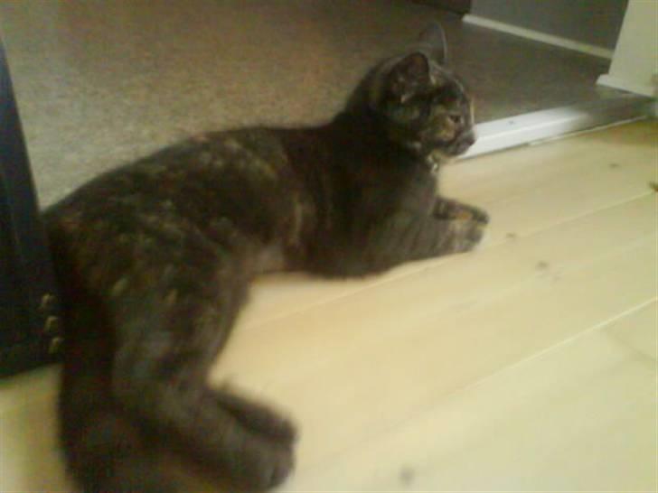 Huskat Piv >>--(¯`v´¯)->  billede 8