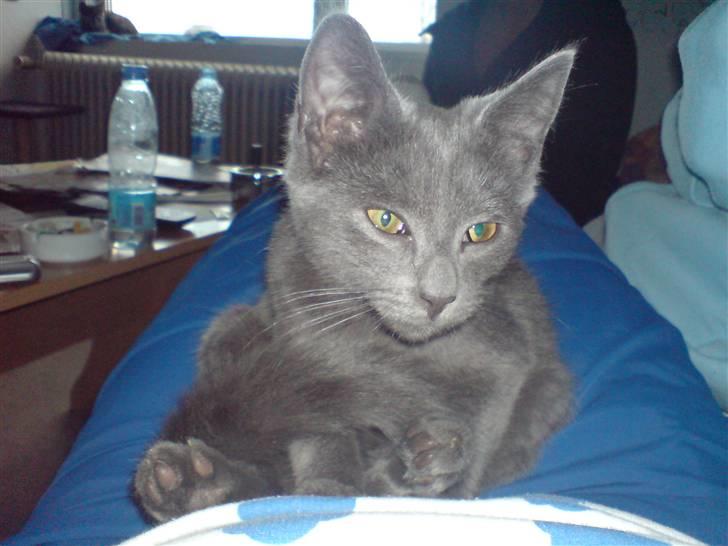 Huskat Hr. Vimse <3 R.I.P billede 1