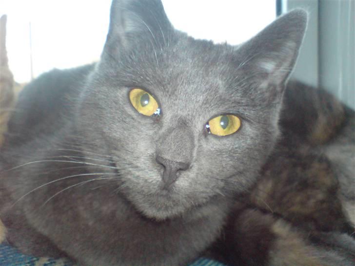 Huskat Hr. Vimse <3 R.I.P billede 2