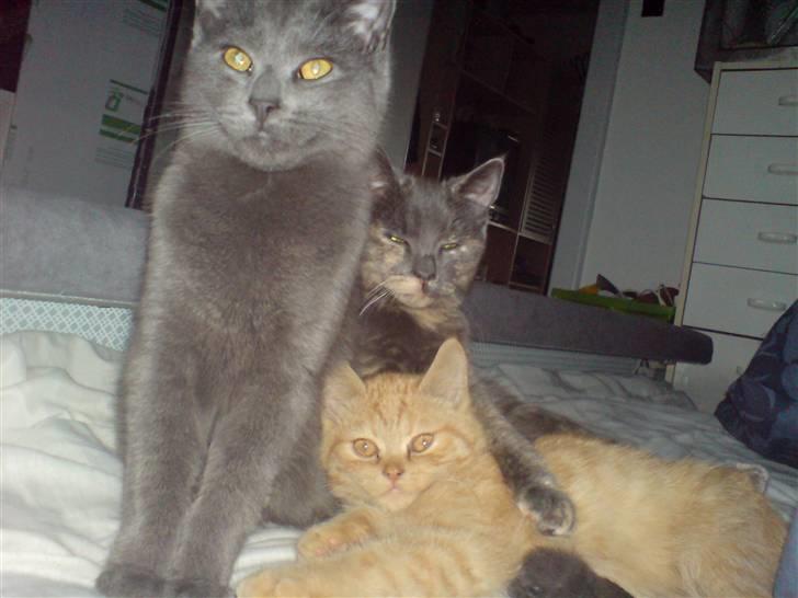 Huskat Hr. Vimse <3 R.I.P billede 3