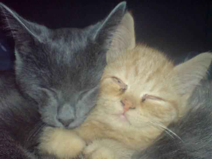 Huskat Hr. Vimse <3 R.I.P billede 5