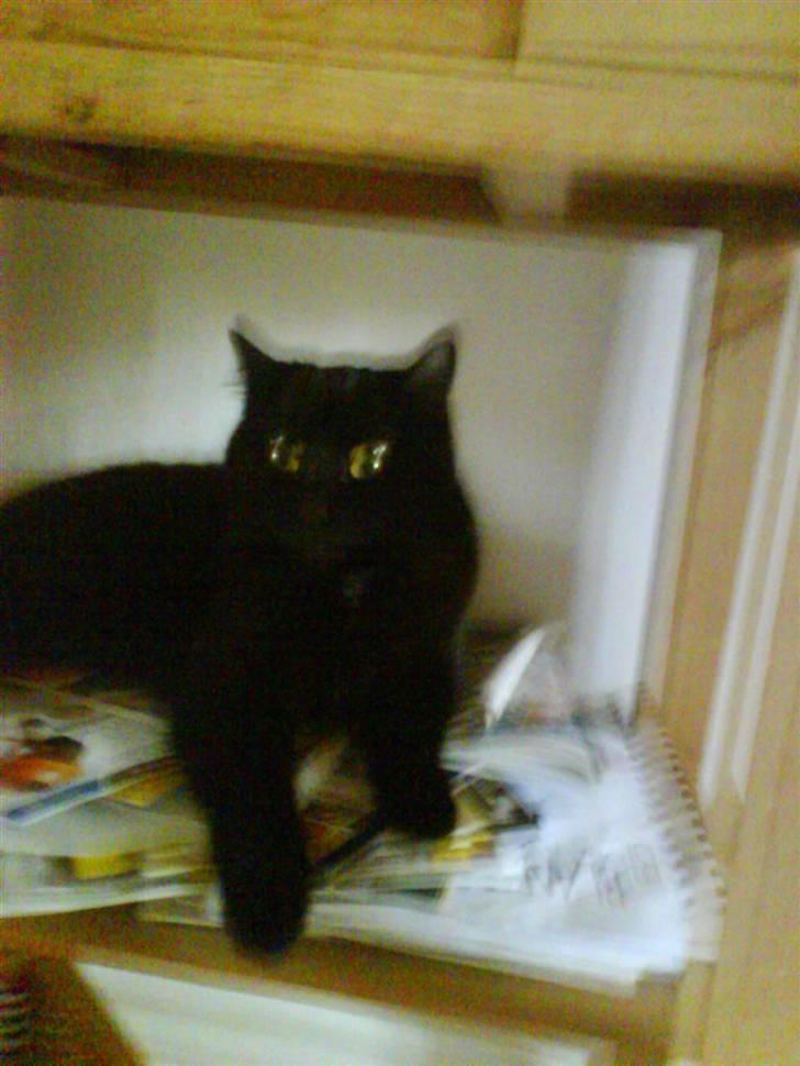 Blanding af racer Kirsten billede 5