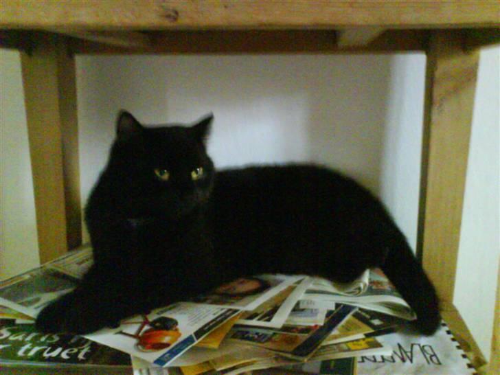 Blanding af racer Kirsten billede 6