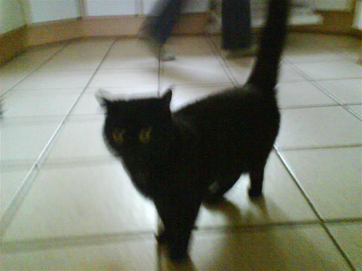 Blanding af racer Kirsten billede 7