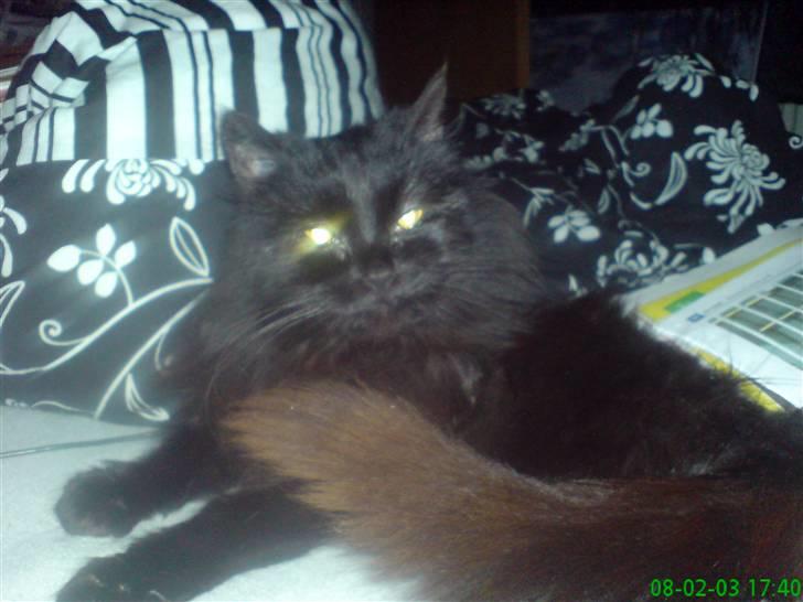 Norsk Skovkat Buller RIP billede 13