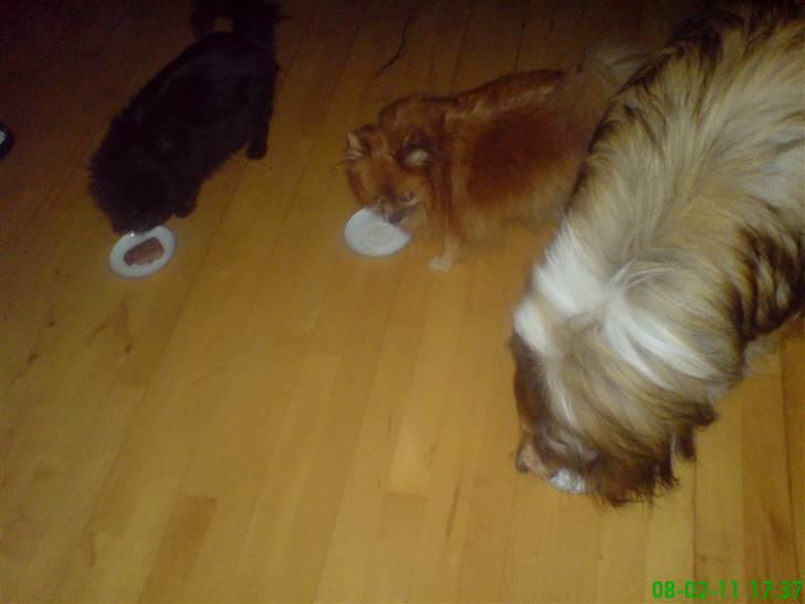 Norsk Skovkat Buller RIP billede 14