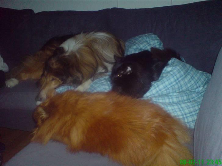 Norsk Skovkat Buller RIP billede 15