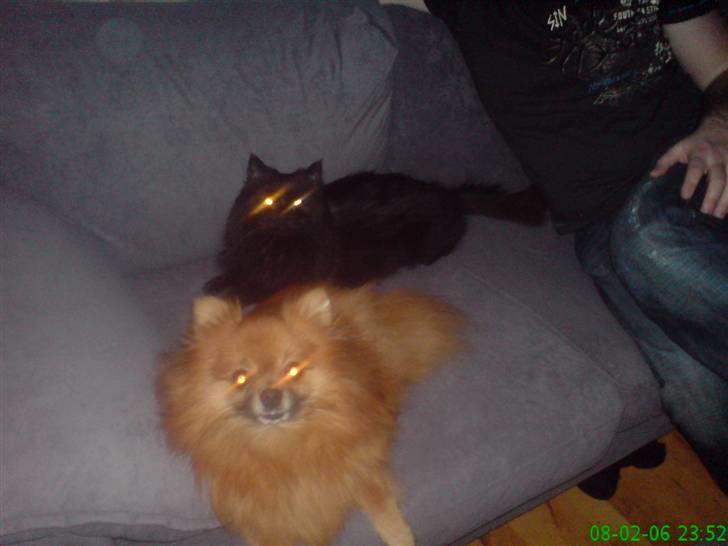 Norsk Skovkat Buller RIP billede 16