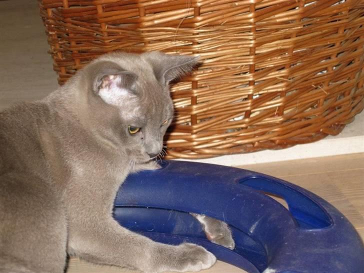 Burmeser Carenso's Balder/Whisky - Her trænes i musefangst billede 14