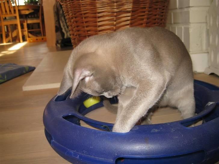 Burmeser Carenso's Balder/Whisky - Jeg tror jeg fik fat i musen billede 15