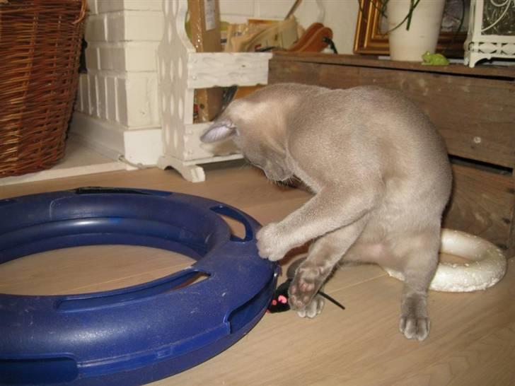 Burmeser Carenso's Balder/Whisky - YES jeg fik den  billede 16