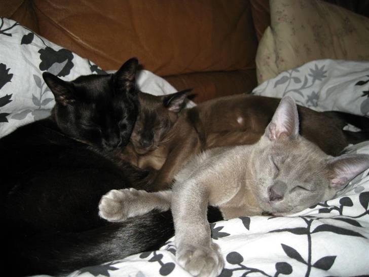 Burmeser Carenso's Balder/Whisky - Råhygge sammen med Baloo og Bastian billede 17