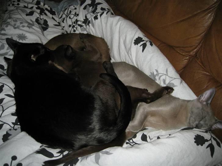 Burmeser Carenso's Balder/Whisky - Her ligger Baloo, Lillemand, Bastian og jeg og hyggesover. billede 18