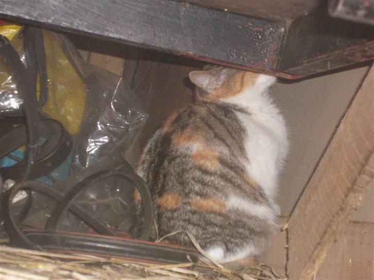 Blanding af racer bambi billede 1