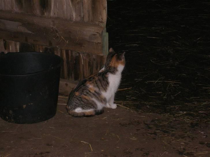 Blanding af racer bambi billede 2