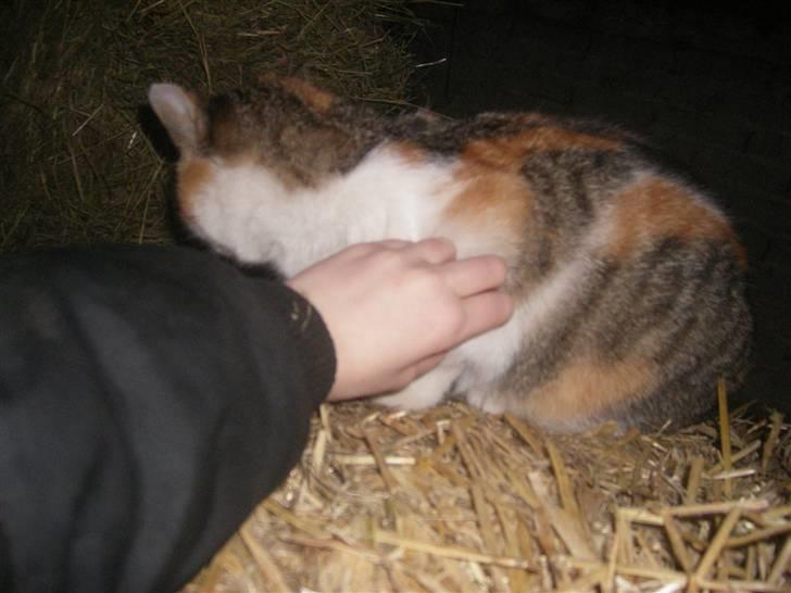 Blanding af racer bambi billede 3