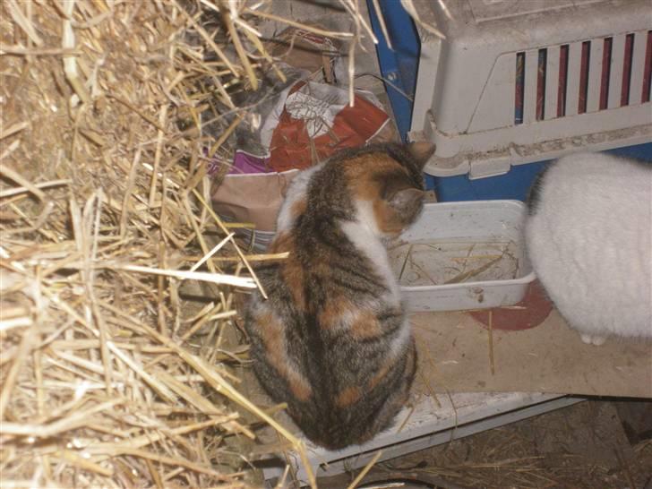 Blanding af racer bambi billede 4