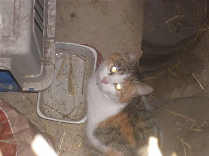 Blanding af racer bambi billede 5