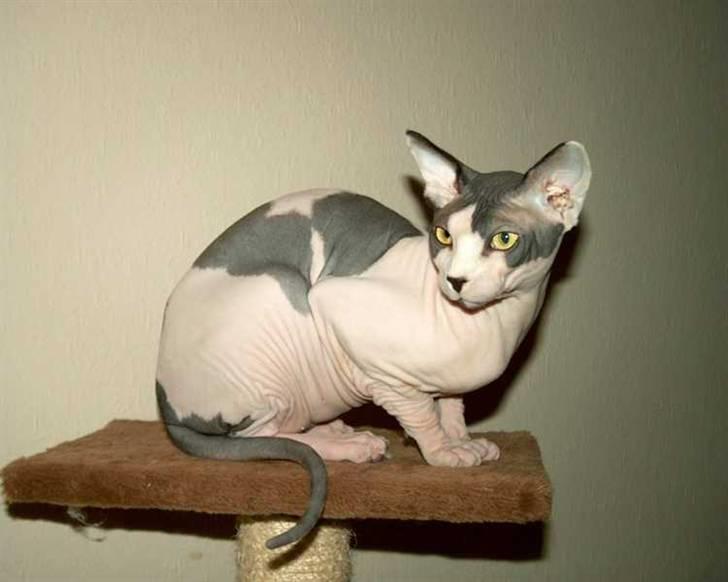 Sphynx Sky billede 1