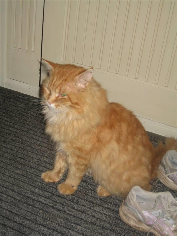 Maine Coon Lexus billede 1