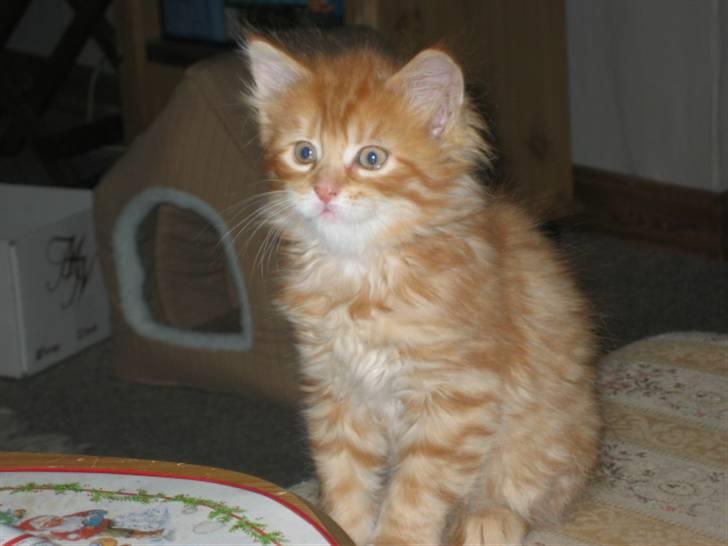 Maine Coon Lexus billede 2