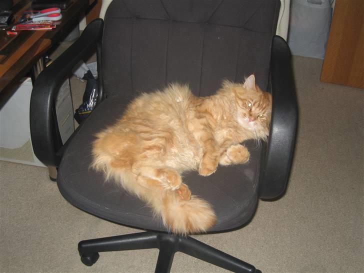 Maine Coon Lexus billede 3