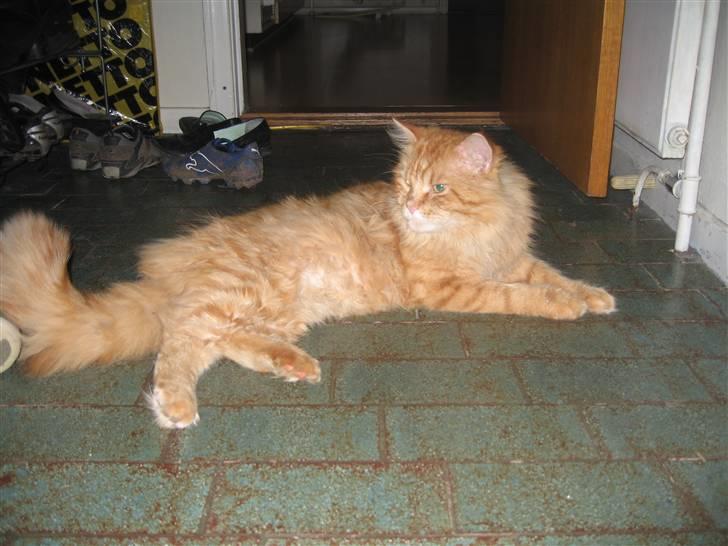 Maine Coon Lexus billede 4