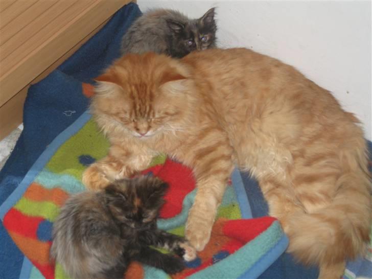 Maine Coon Lexus billede 5