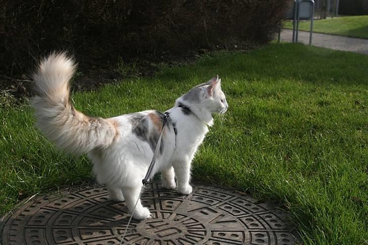 Norsk Skovkat Abi - Abi 6½ mdr. Hun er rigtig dygtig til at gå i sele/snor billede 8