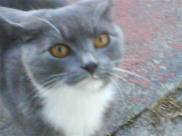 Blanding af racer Bambi billede 9