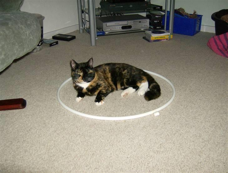 Blanding af racer Mini R.I.P :'( - hvad mon den er til jeg skal lige se om den er god og ligge i?? billede 9