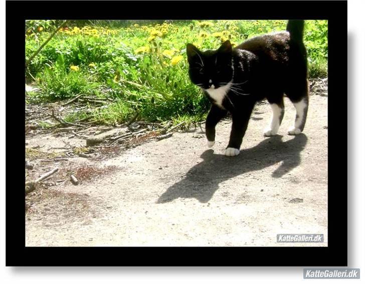 Huskat Sorte DØD - her går sorte uden for i den dejlige sol. lavet af Nicoline her inde fra. 1.000 tak tak for billedet søde og hvor er han bare blivet maget kær. Lavet af Nicoline billede 11