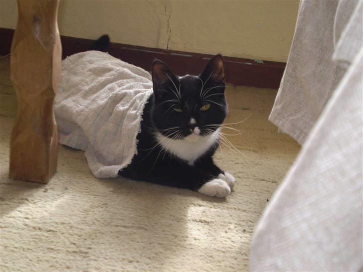 Huskat Sorte DØD - ha min stol lille mor og det ikke din for det er mig der ligger på den  billede 12