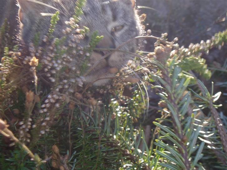 Huskat Villy Rumle - hjæælp jeg sider fast! :o) billede 18