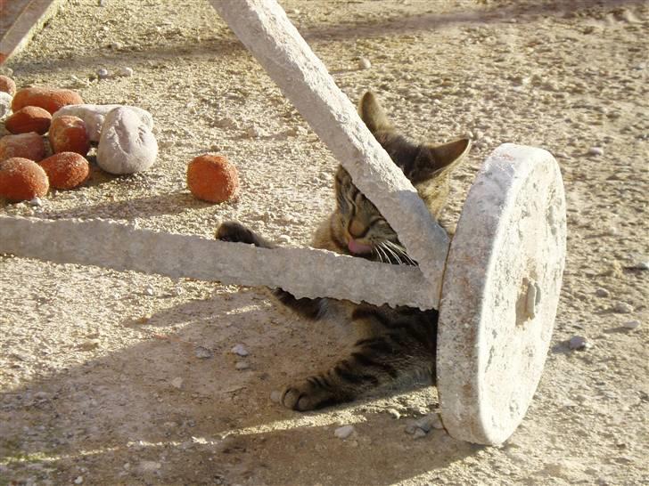 Huskat Villy Rumle - hmm.. jeg gemmer lige bag dn her ting? :) billede 19