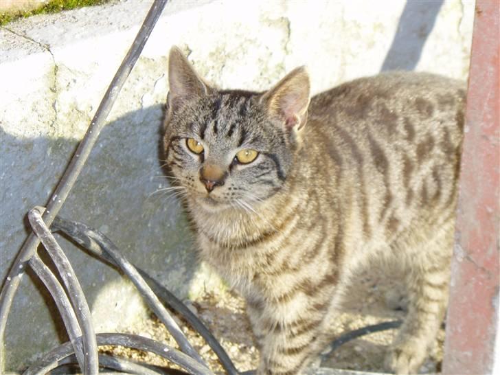 Huskat Villy Rumle - Grr.. er han ikke bare dejlig? :) billede 20