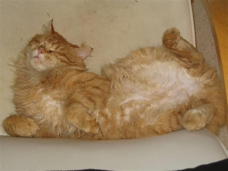 Maine Coon Lexus billede 6