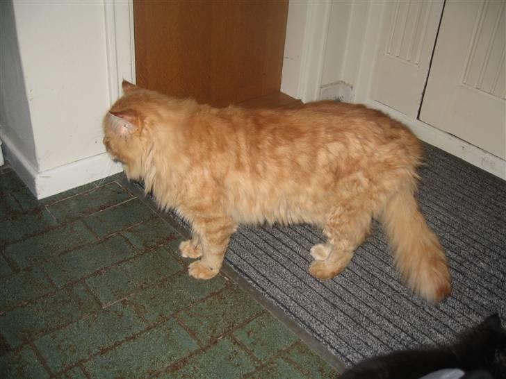 Maine Coon Lexus billede 7