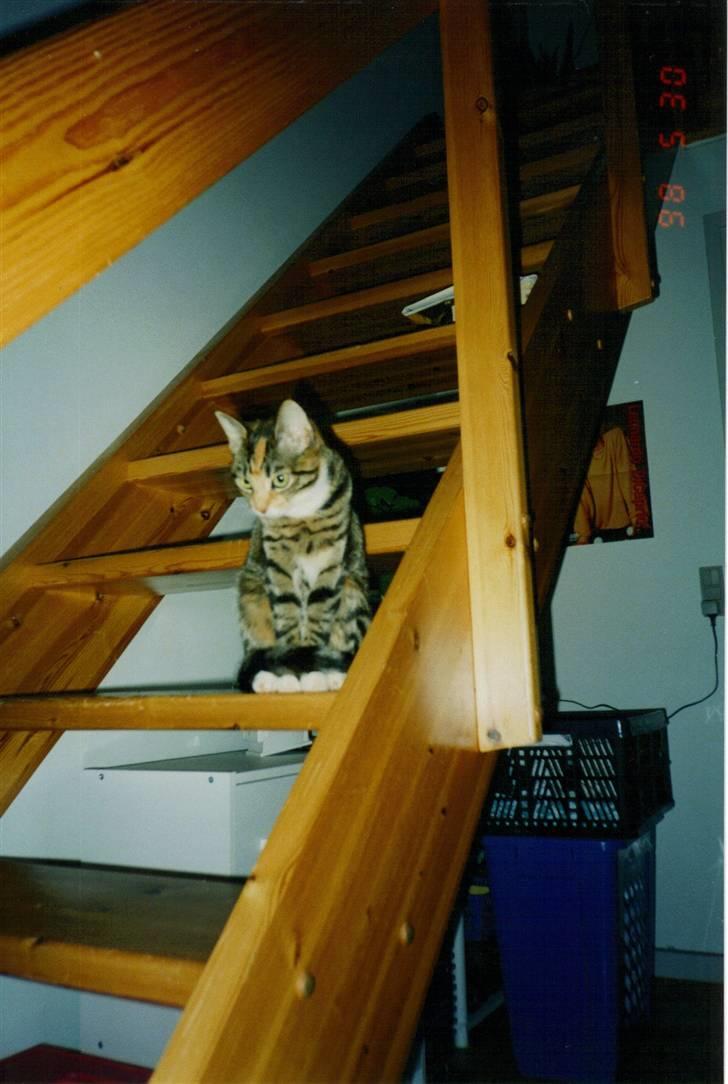 Huskat Fie *Er nu himmelkat* billede 1