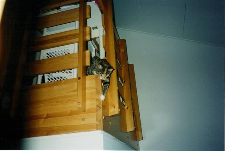 Huskat Fie *Er nu himmelkat* billede 2