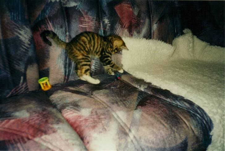 Huskat Fie *Er nu himmelkat* billede 3