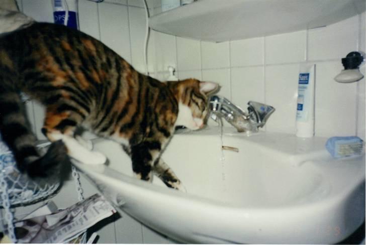 Huskat Fie *Er nu himmelkat* billede 4