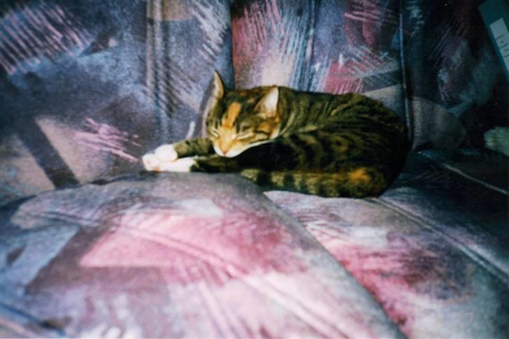 Huskat Fie *Er nu himmelkat* billede 5