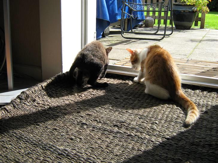 Huskat Garfield og Futte billede 9