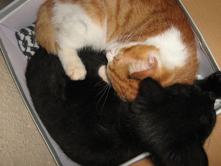 Huskat Garfield og Futte billede 11